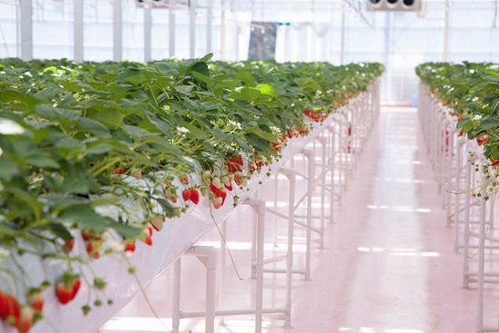 Parque de las Fresas de Tokio